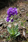 <i>Primula griffithii </i>