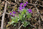 <i>Primula griffithii </i>