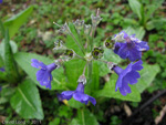 <i>Primula griffithii </i>