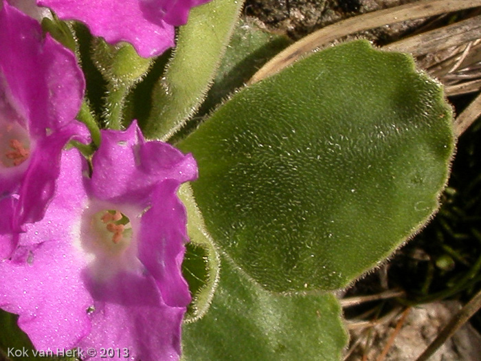 <i>Primula grignensis </i>