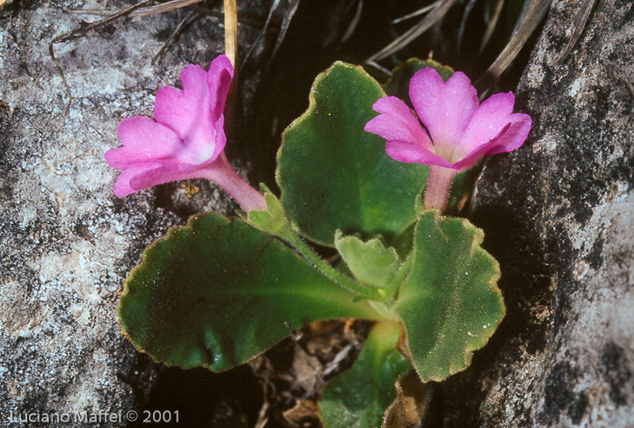 <i>Primula grignensis </i>