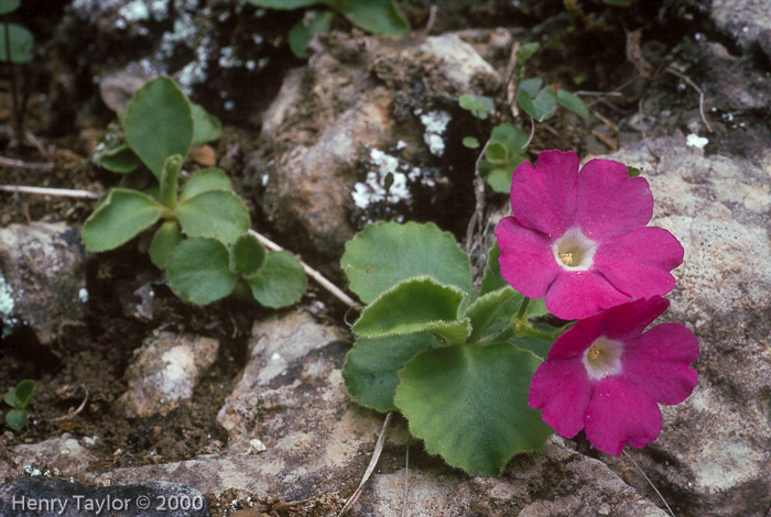 <i>Primula grignensis </i>