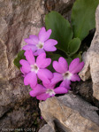 <i>Primula grignensis </i>