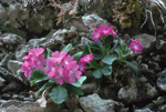 <i>Primula grignensis </i>