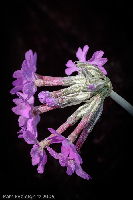 <i>Primula halleri </i>