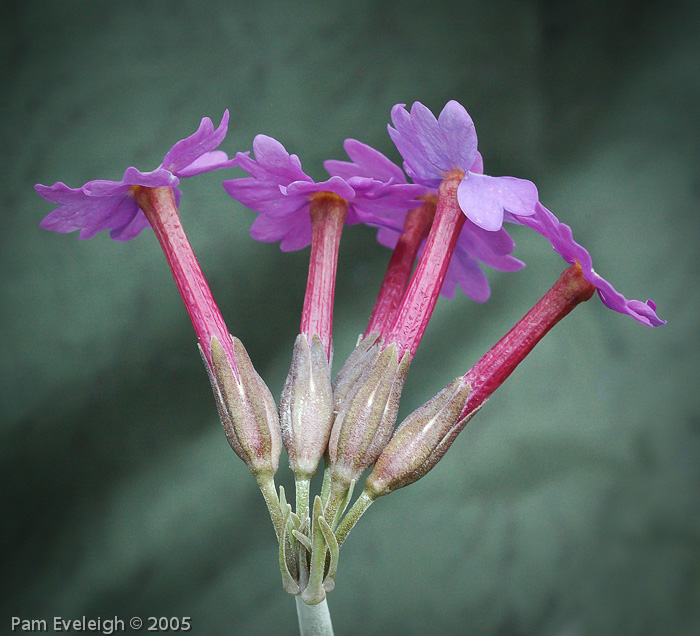 <i>Primula halleri </i>