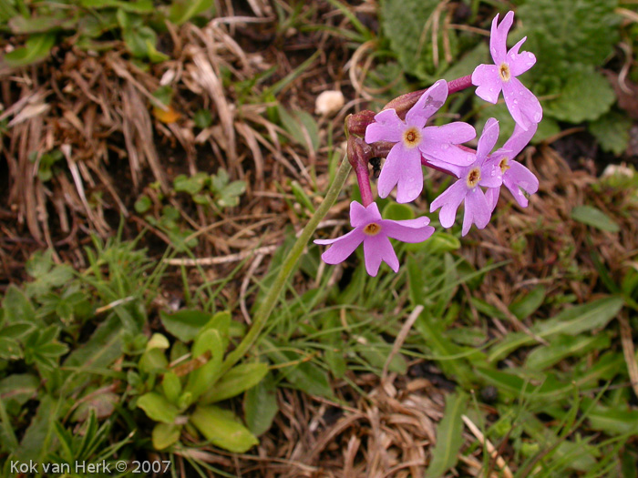 <i>Primula halleri </i>