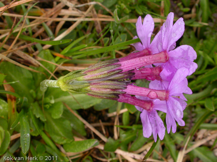 <i>Primula halleri </i>