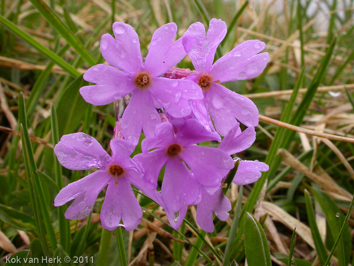 <i>Primula halleri </i>