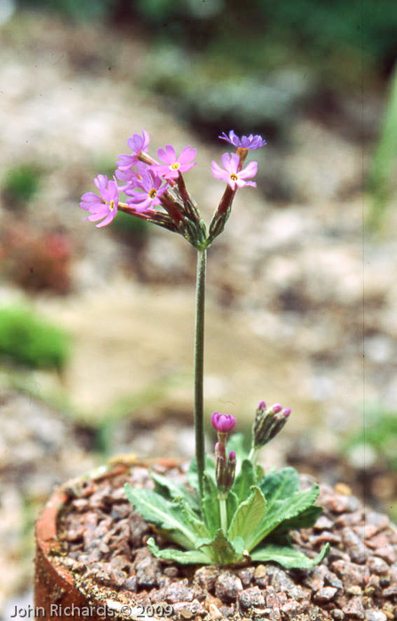 <i>Primula halleri </i>