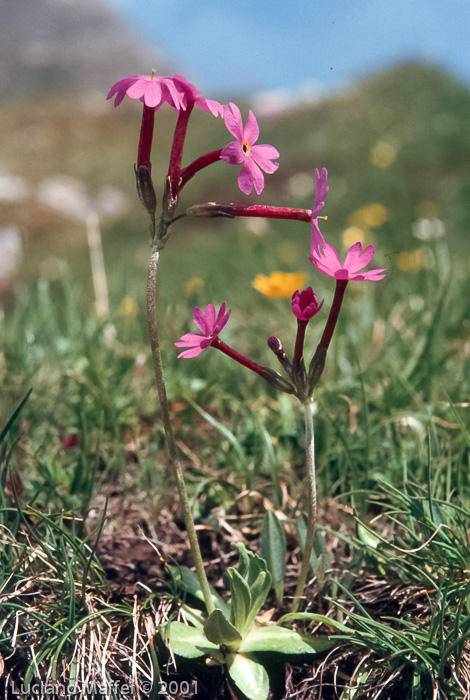 <i>Primula halleri </i>