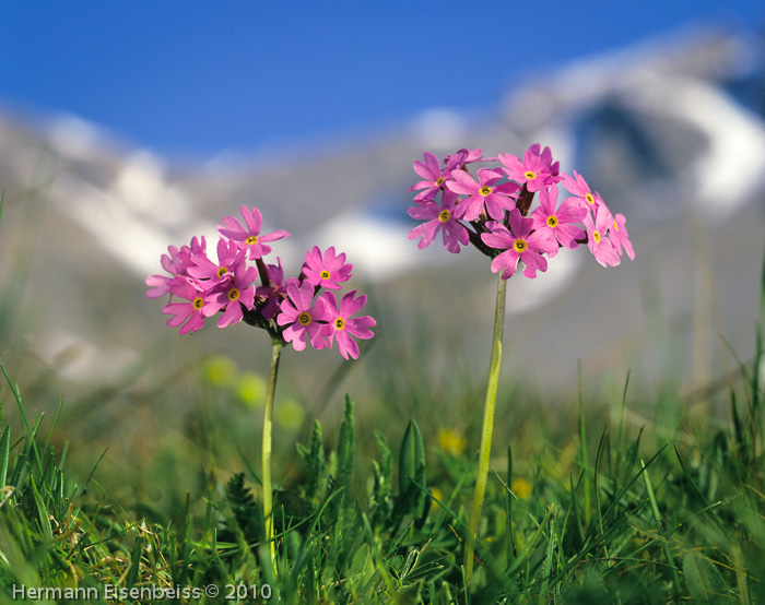 <i>Primula halleri </i>