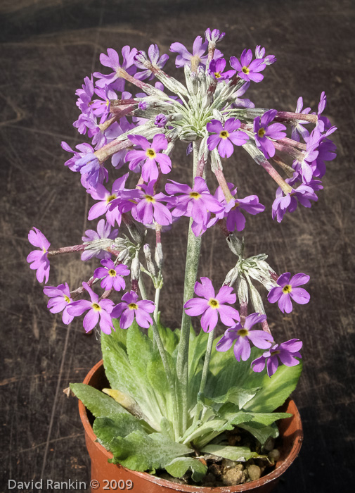 <i>Primula halleri </i>