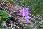 <i>Primula halleri </i>