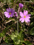 <i>Primula halleri </i>