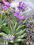 <i>Primula halleri </i>