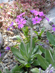 <i>Primula halleri </i>