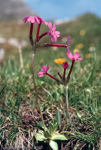 <i>Primula halleri </i>