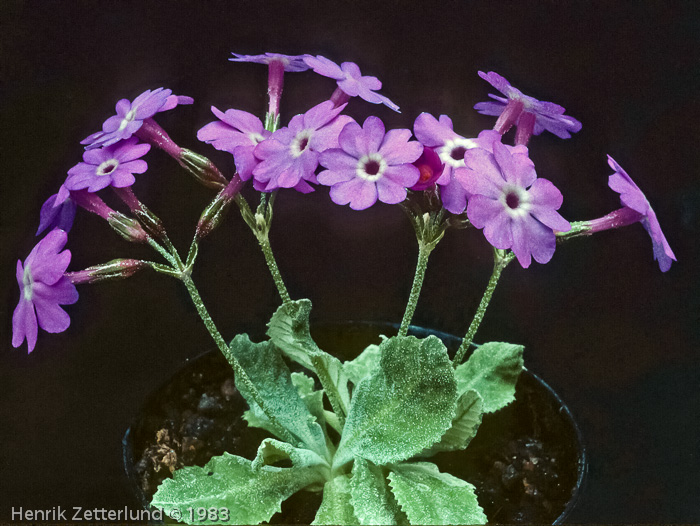 Primula hazarica