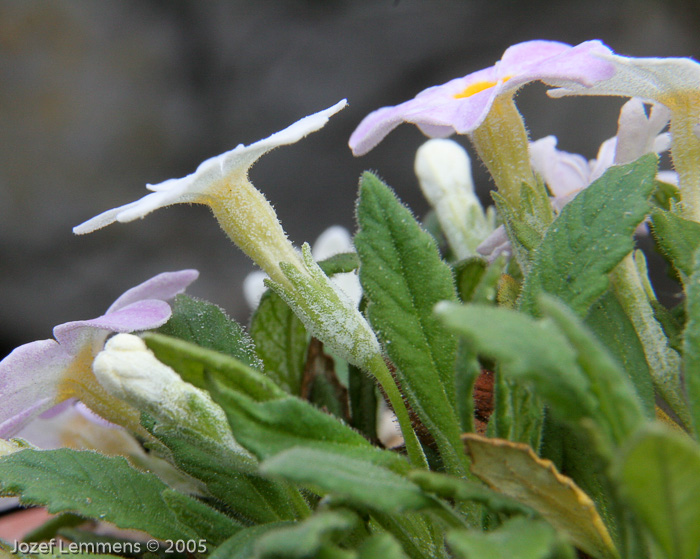 <i>Primula henrici </i>