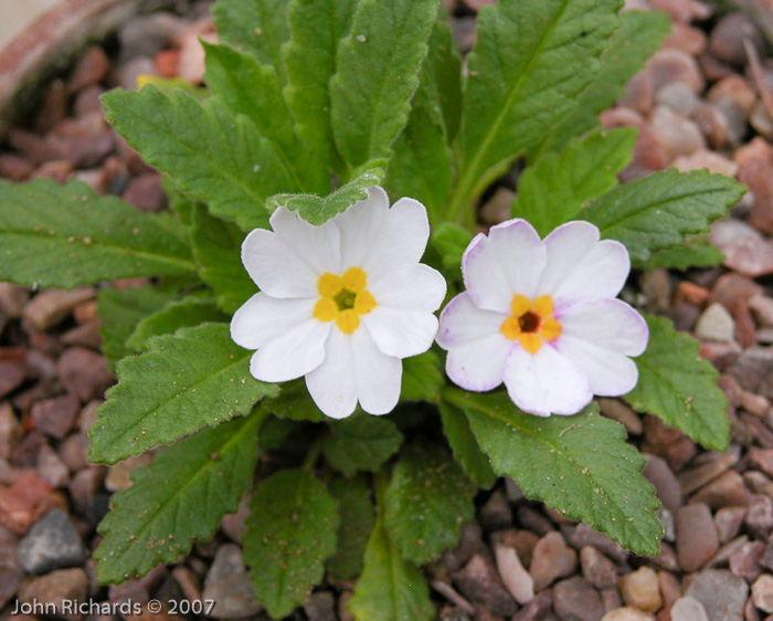 <i>Primula henrici </i>