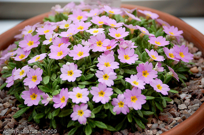 <i>Primula henrici </i>