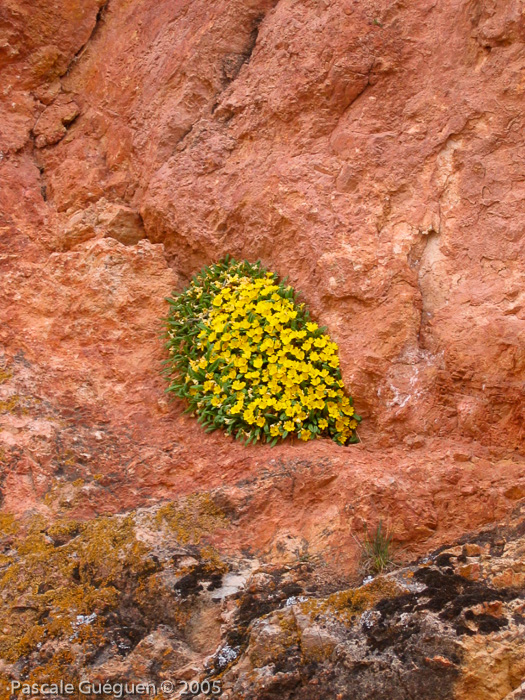 <i>Primula henrici </i>