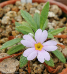 <i>Primula henrici </i>