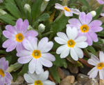 <i>Primula henrici </i>