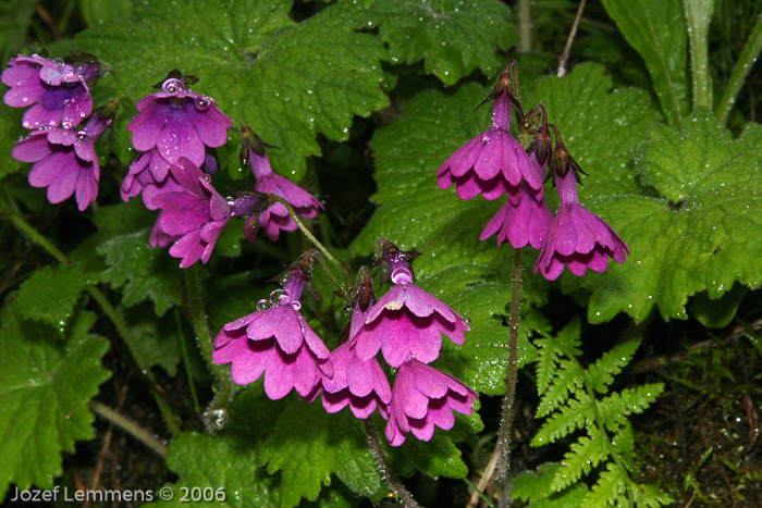 <i>Primula heucherifolia </i>