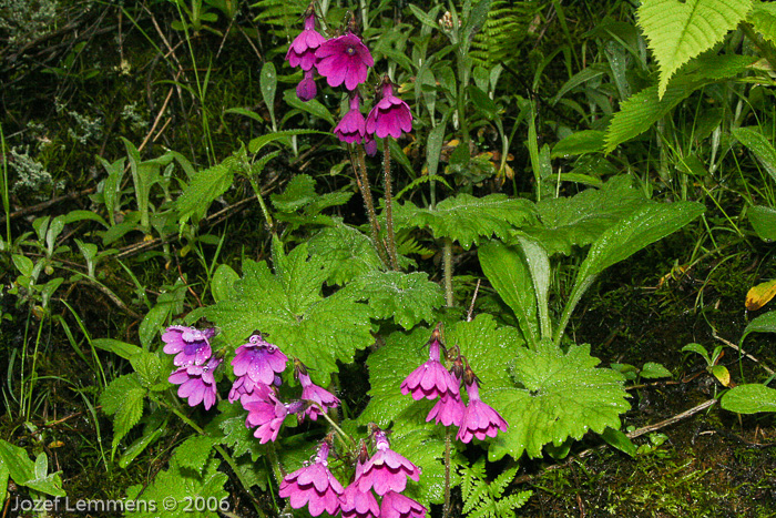 <i>Primula heucherifolia </i>