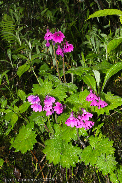 <i>Primula heucherifolia </i>