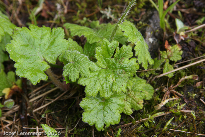 <i>Primula heucherifolia </i>