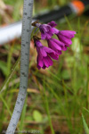 <i>Primula heucherifolia </i>