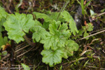 <i>Primula heucherifolia </i>