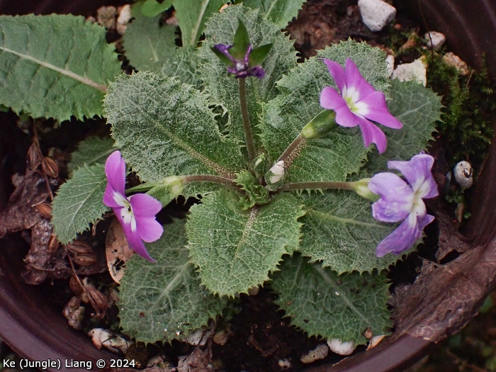 <i>Primula hoffmanniana </i>