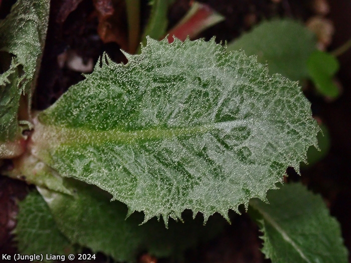 <i>Primula hoffmanniana </i>