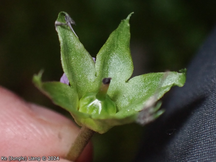 <i>Primula hoffmanniana </i>