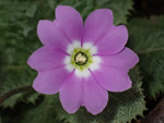 <i>Primula hoffmanniana </i>