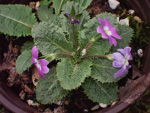 <i>Primula hoffmanniana </i>