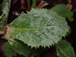 <i>Primula hoffmanniana </i>