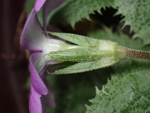 <i>Primula hoffmanniana </i>