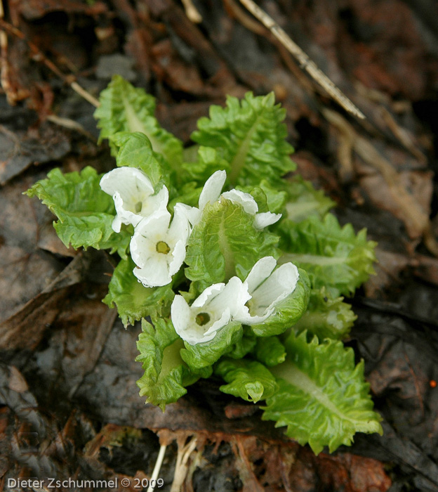 Primula hookeri