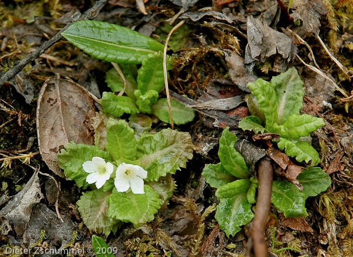 Primula hookeri