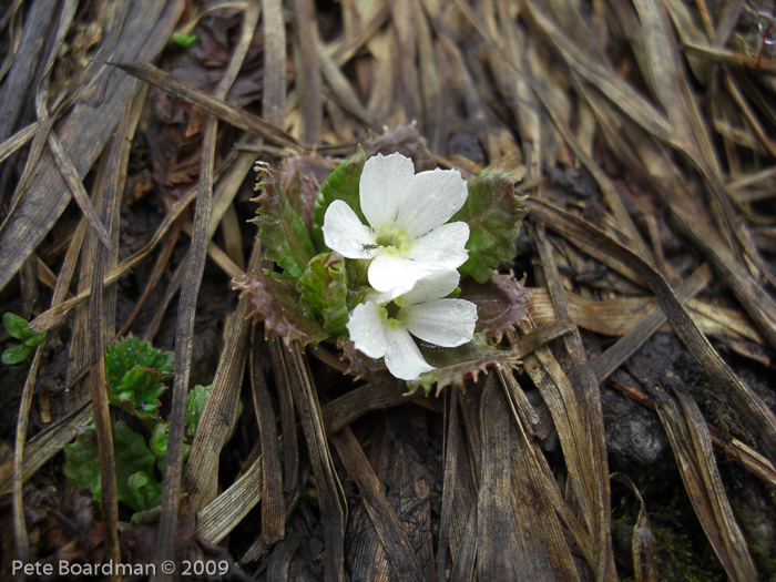 Primula hookeri