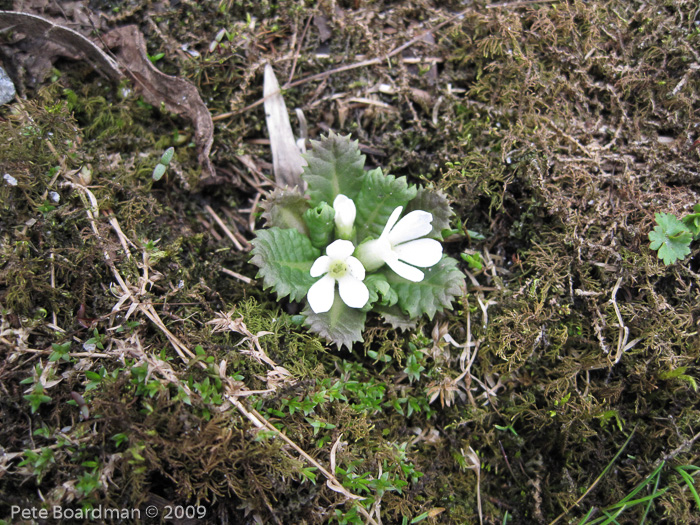 Primula hookeri