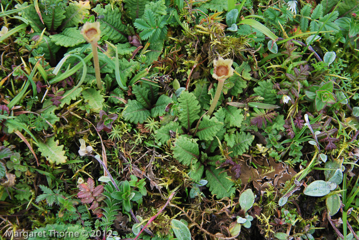 Primula hookeri