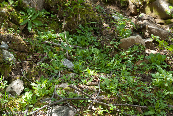 Primula hookeri