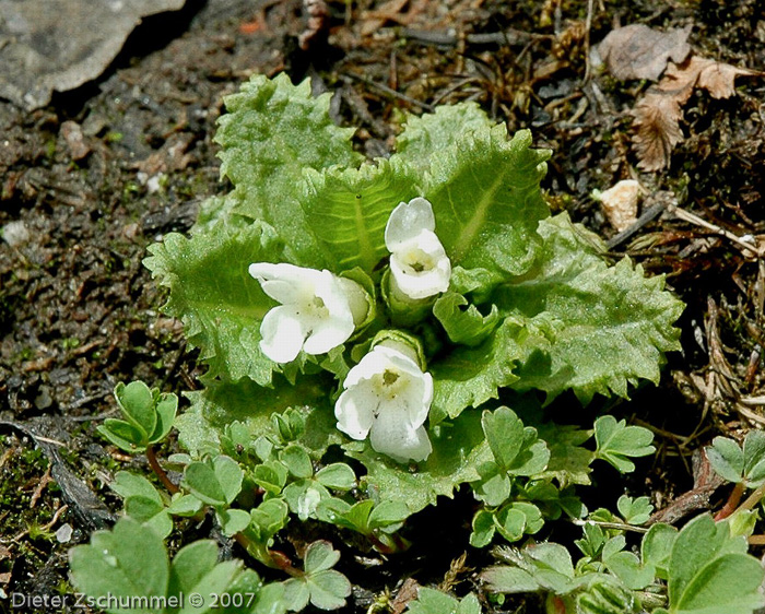 Primula hookeri