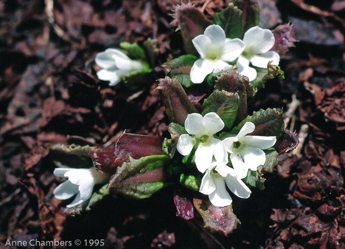 Primula hookeri